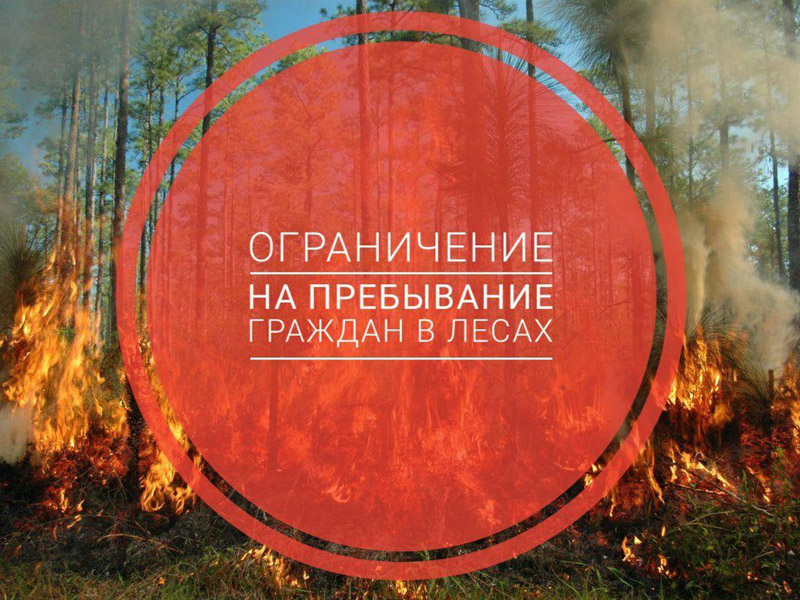 Ограничение пребывания граждан в лесах