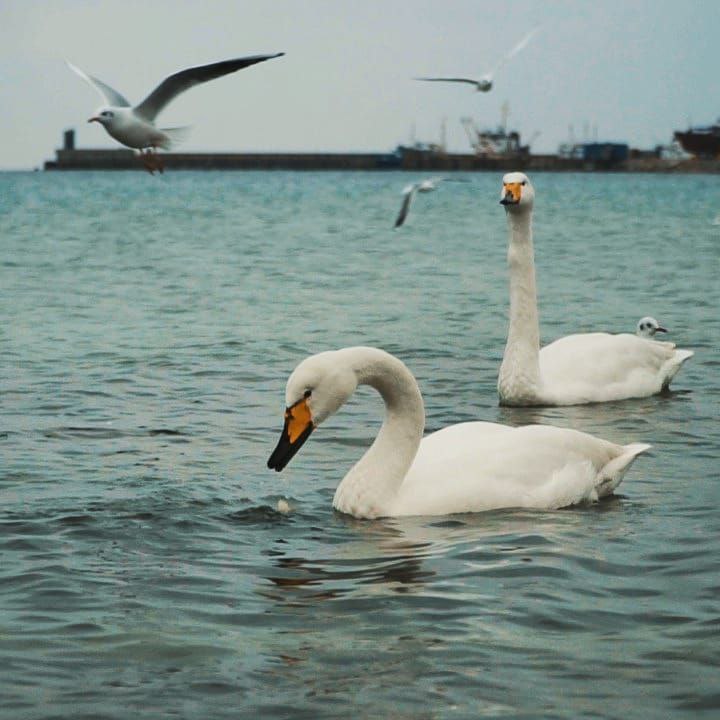 Не навреди: как кормить птиц зимой